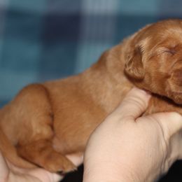 Girl 2 - Dark golden female Golden Retriever puppy in Lucasville, Ohio from Trusting Hearts Kennel