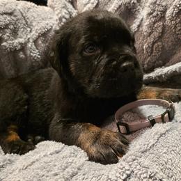 Silver Collar Male - Black brindle male Cane Corso puppy in Pylesville, Maryland from Safe Haven Cane Corso