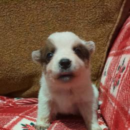 Sirloin - Red speckled male Australian Cattle Dog puppy in Mena, Arkansas from Red Desert Australian Cattle Dogs