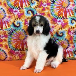 Orange - Black male Poodle puppy in Houma, Louisiana from Smart Azz Poodles