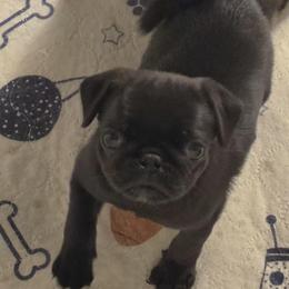 Zinna - Black female Pug puppy in Boiling Springs, South Carolina from Monsterpugs
