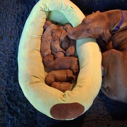 Brown - Golden rust male Vizsla puppy in Maineville, Ohio from Izabella Vizslas