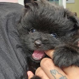 Pomeranian Puppies from Abbapoola Poms