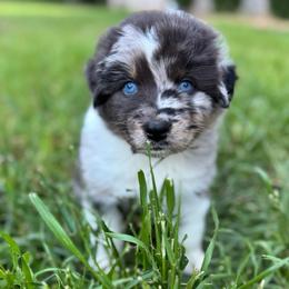 MAGIC - Red merle female Australian Shepherd puppy in Christiana, Tennessee from Vaught Family Farm