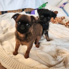 Brussels Griffon and Italian Greyhound Puppies from Adornare Kennels