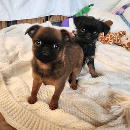 Brussels Griffon and Italian Greyhound Puppies from Adornare Kennels