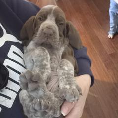 Bracco Italiano and Chihuahua Puppies from Snow Peak Kennel