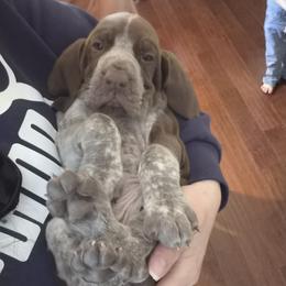 Bracco Italiano and Chihuahua Puppies from Snow Peak Kennel