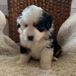 Girl 4 - Black tri female Toy Australian Shepherd puppy in Bristow, Iowa from Pine Ridge Toy Aussies