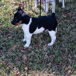 Rat Terrier Puppies from Rockin EZ Rat Terriers