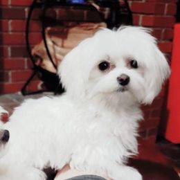 Mowgli - Maltese