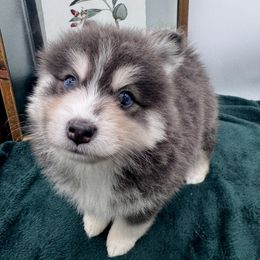 Jelly - Blue female Pomsky puppy in Todd, North Carolina from Blue Ridge Pomsky