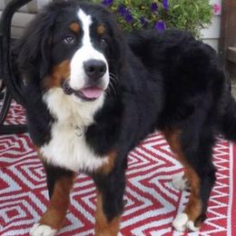 Bernese Mountain Dogs from Redbridgekennels