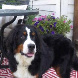 Bernese Mountain Dogs from Redbridgekennels