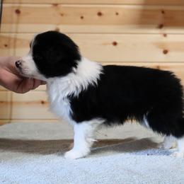 AKC Grand Champion Sired (BM1) - Black male Border Collie puppy in Noble, Oklahoma from CheckItOut Border Collies
