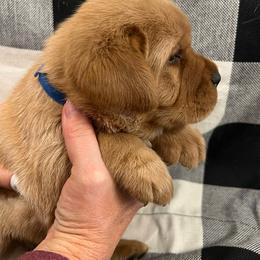 Blue - Yellow Male - Yellow male Labrador Retriever puppy in Beaverdam, Virginia from Gold Heart Labradors