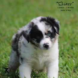 Australian Shepherd, Miniature American Shepherd, Miniature Australian Shepherd, and Toy Australian Shepherd Puppies from TK Standard, Mini, & Toy Aussies