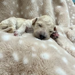 Goldendoodle Puppies from Sugar Doodles