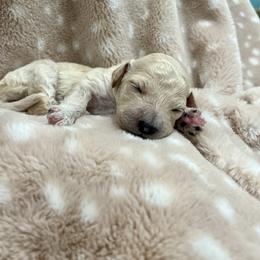 Goldendoodle Puppies from Sugar Doodles