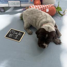 Boy 5 - Liver roan male German Shorthaired Pointer puppy in Kathleen, Florida from Alex Yates GSP's