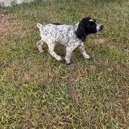 Grey - Black and white female German Shorthaired Pointer puppy in Biloxi, Mississippi from Burch legacy kennels