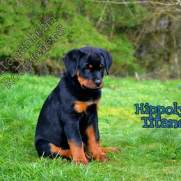 Rottweiler Puppies from Titanenheim Rottweilers