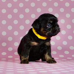Yellow Collar Girl - Black and tan female Brussels Griffon puppy in Florida from Robin’s Griffons