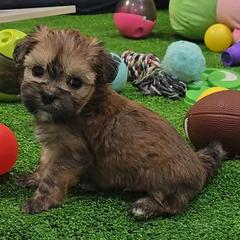 Woody - Black gold and white male Shorkie puppy in Aurora, Missouri from KnJ Precious Paws LLC