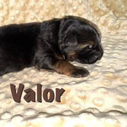 Valor - Black and red male German Shepherd puppy in Graham, Washington from Wildeflecken Shepherds
