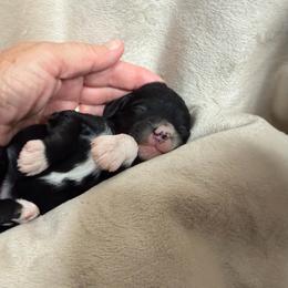 Girl 1 Minnie - Parti female Goldendoodle puppy in Kearneysville, West Virginia from Daydreamer