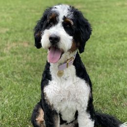 Nova - Bernedoodle