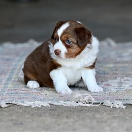 Shiloh - Red tri female Miniature Australian Shepherd puppy in Prague, Oklahoma from Clay Creek Aussies