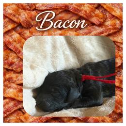 Boy 1 - Phantom male Poodle puppy in Troy, Alabama from Redmond Rose Kennel