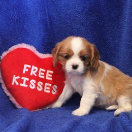 Red Girl - Blenheim female Cavalier King Charles Spaniel puppy in Mt. Ulla, North Carolina from Divine Cavaliers