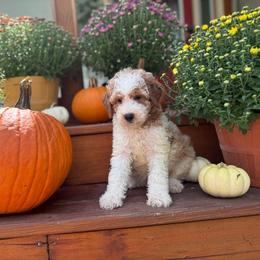Jinx - Parti female Goldendoodle puppy in Jacksonville, Florida from Dandelion Doodles
