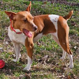 Holly - Rat Terrier