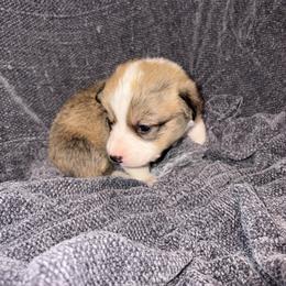 Orange - Sable male Pembroke Welsh Corgi puppy in Dobson, North Carolina from Clover S Farm