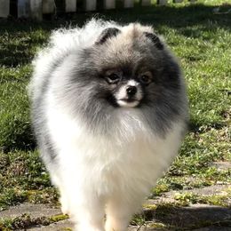 Ozzy - Pomeranian