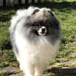 Ozzy - Pomeranian