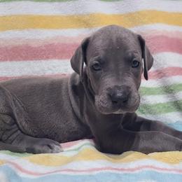 Violet - Blue female Great Dane puppy in Kannapolis, North Carolina from Carolina Great Danes & Toy Poodles
