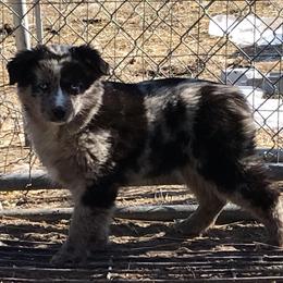 Pembroke Welsh Corgi, Miniature Australian Shepherd, and Toy Australian Shepherd Puppies from Midwest Mini/Toy Aussies