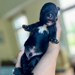 Boy 2 - male Goldendoodle puppy in Frederick, Maryland from Loving Doodles