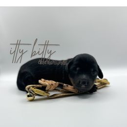 Frenchy - Black and tan female Dachshund puppy in Canton, Texas from Itty Bitty Dachshunds