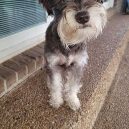 Holly - Miniature Schnauzer