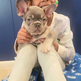 French Bulldog Puppies from Bully Snob
