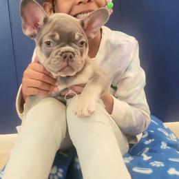 French Bulldog Puppies from Bully Snob