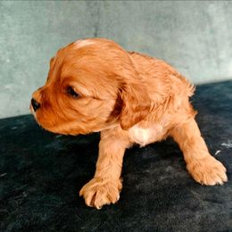 Christian - Ruby male Cavalier King Charles Spaniel puppy in Watsontown, Pennsylvania from Huntsman Cavaliers