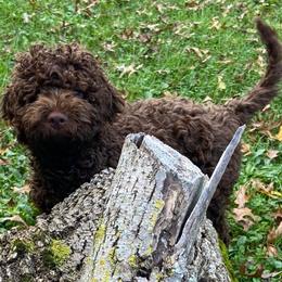 Lagotto Romagnolo All Grown Up from Ohio Primo Lagotto Romagnolo