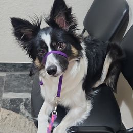 Border Collies and Golden Retrievers from S & E Goldens