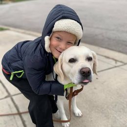 Labrador Retrievers from Starlight Labradors